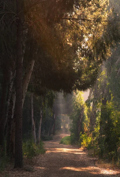 Los rayos de sol de la mañana brillan a través de los árboles en otoño. Mañana luz brillante —  Fotos de Stock