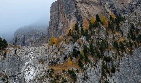 Yellow larches on the edge of the rocky mountain. Dolomite mountains Italy, Europe — Stock Photo, Image