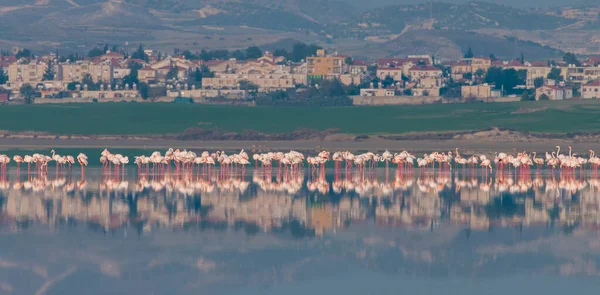 Burung Flamingo, berjalan dan makan di danau garam Larnaca Siprus. — Stok Foto