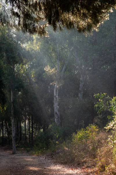 Los rayos de sol de la mañana brillan a través de los árboles en otoño. Mañana luz brillante —  Fotos de Stock