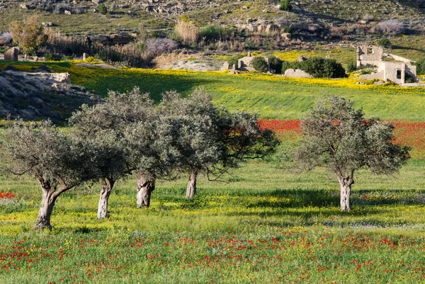 Azeitona na encosta da colina na primavera — Fotografia de Stock