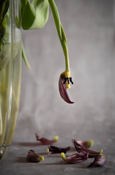 Trockene welke Tulpenblüte auf einer Vase und Blätter auf dem Boden vor grauem Hintergrund. — Stockfoto
