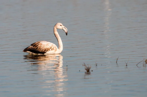 Weißer Flamingo-Vogel beim Schwimmen im Wasser am Salzsee. Larnaka - Zypern. — Stockfoto