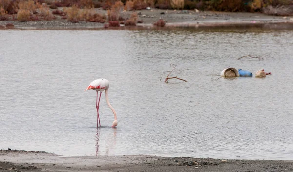 Weiße Flamingos schwimmen im See und Müll im Wasser. Larnaka - Zypern. — Stockfoto