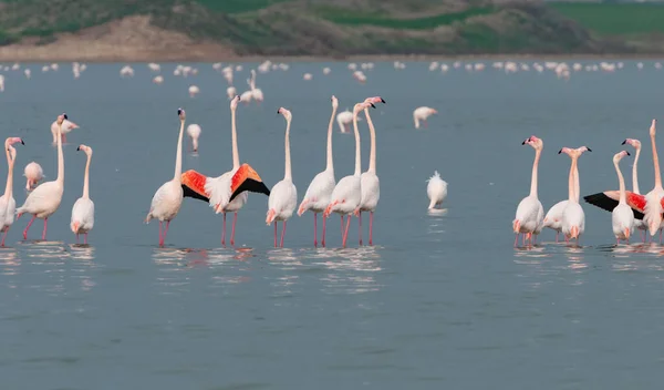 Aves del flamenco, caminando y alimentándose en el lago salado de Larnaca Chipre. — Foto de Stock