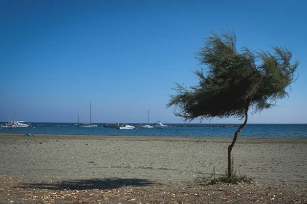 Samotne drzewo na plaży i mały port z łodzi turystycznych przed błękitnym bezchmurnym niebem. — Zdjęcie stockowe