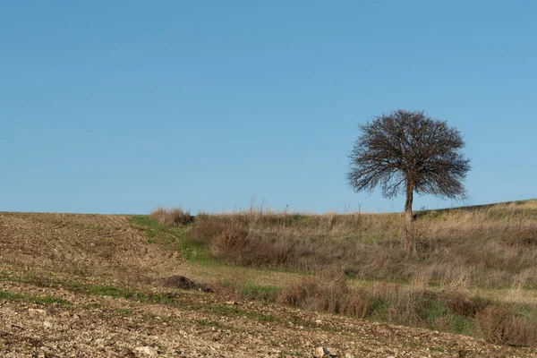 澄んだ青空に対するフィールド内の孤独なアーモンドの木. — ストック写真