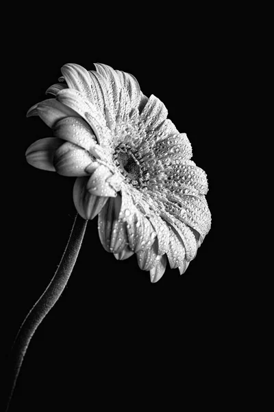 White blooming marguerite flower with waterdrops on petals isolated on black background. Greeting card objects — Stock Photo, Image