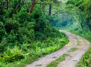 Nepal 'deki boş safari kırsal yolu Chitwan Ulusal Park Ormanı