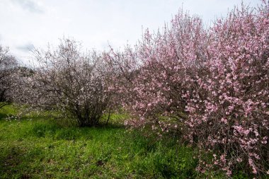 Badem ağaçları baharda mavi gökyüzüne karşı çiçek açar..