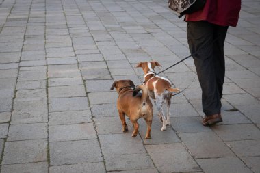 Sokakta yürüyüşe çıkan iki evcil köpek..