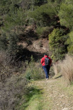 Ormanda doğa yolunda doğa yürüyüşü yapan başıboş bir adam. Sağlıklı yaşam tarzı açık havada geziniyor.