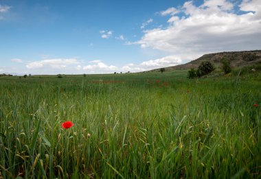 İlkbaharda otlaklar güzel kırmızı gelincik şakayıklarıyla dolu.