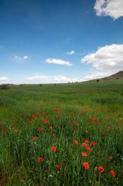 Grassland field full of red beautiful poppy anemone flowers in spring — Stock Photo, Image