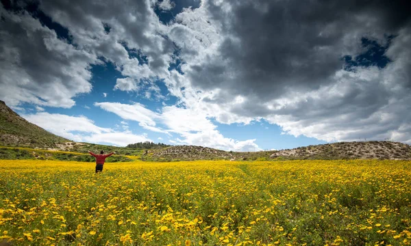 Młoda kobieta szczęśliwa z podniesionymi ramionami na polu z żółtymi margerytowymi kwiatami wiosną — Zdjęcie stockowe