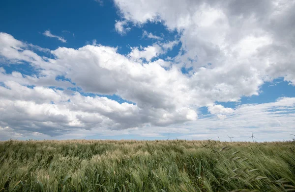 Grüne Landwirtschaft Getreidefeld gegen wolkenverhangenen Himmel im Frühling — Stockfoto