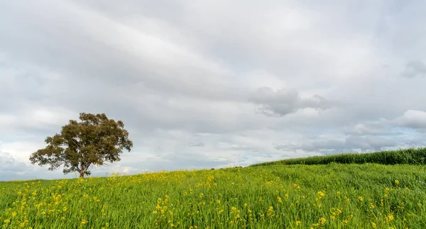 Eenzame boom in het groene landbouwveld tegen bewolkte lucht — Stockfoto