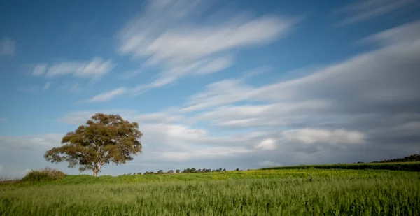 Árvore solitária no campo verde da agricultura e nuvens em movimento. Paisagem de exposição prolongada — Fotografia de Stock