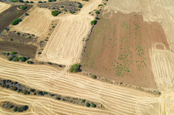 Vista a volo d'uccello del campo di cereali dopo la raccolta in estate. Agricoltura Cipro — Foto Stock