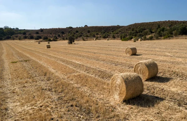 Stacks of hay bales on summer field. Agriculture outdoors. Harvesting in Cyprus. — Stock Photo, Image