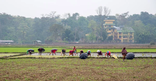 Kvinnliga jordbrukare som arbetar på risfält — Stockfoto