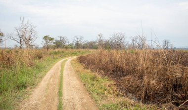 Orman boş kırsal yol. Chitwan Ulusal Parkı Nepal Asya