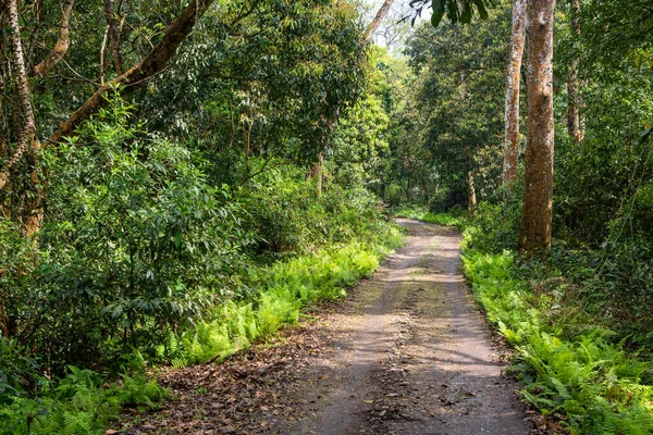 Pusta droga w dżungli. Chitwan Park Narodowy Nepal Azja — Zdjęcie stockowe