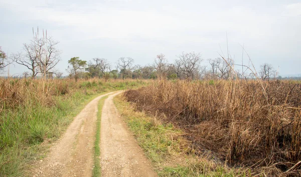 Pusta droga w dżungli. Chitwan Park Narodowy Nepal Azja — Zdjęcie stockowe