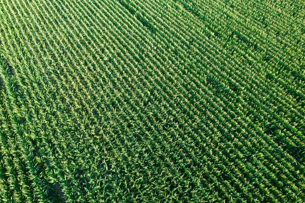 Widok z lotu ptaka z dronem zielonego pola kukurydzy na Cyprze. Zbiory rolne — Zdjęcie stockowe