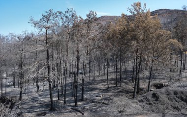 Burned forest with trees and ashes on the ground. Forest fire nature disaster.