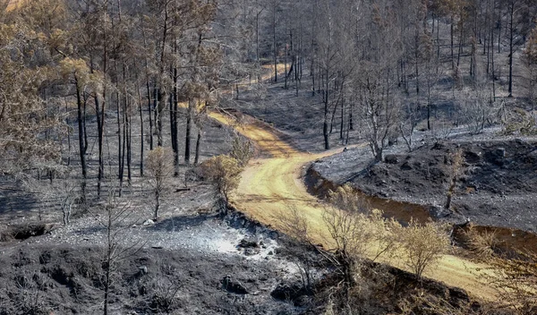 Foresta bruciata con alberi e cenere a terra. Incendio boschivo disastro naturale. — Foto Stock