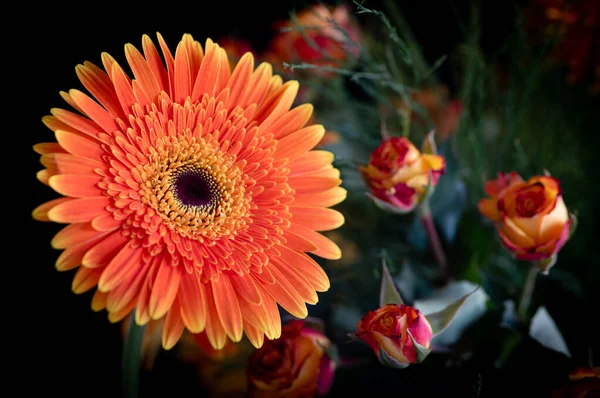Fresco fiore di margherita arancione bello. Fiori in fiore in primavera — Foto Stock