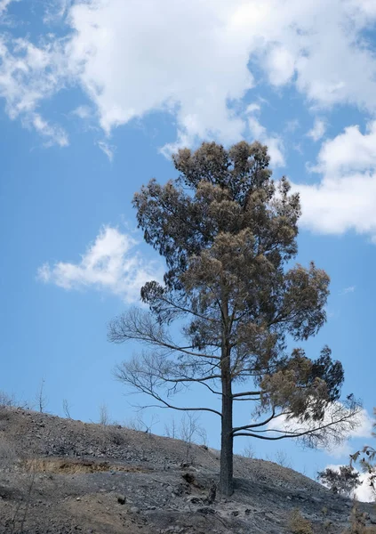 Nach einem Waldbrand brannte eine trockene Kiefer am Rande eines Hügels. Waldbrand, Naturkatastrophe — Stockfoto