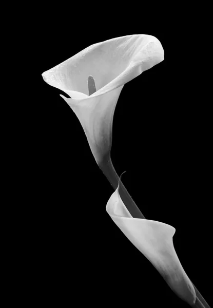 Лиловый цветок Калла — стоковое фото