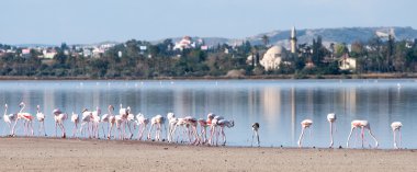 Flamingo kuşları
