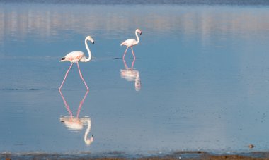 Flamingo kuşları