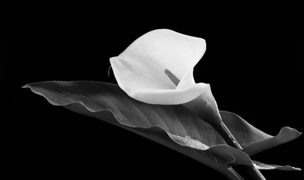 Flor de lírio Calla — Fotografia de Stock