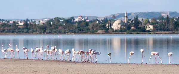 Aves do género Flamingo — Fotografia de Stock