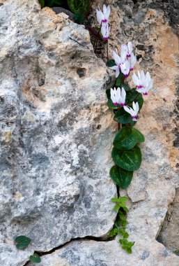 Beyaz Siklamen çiçeği