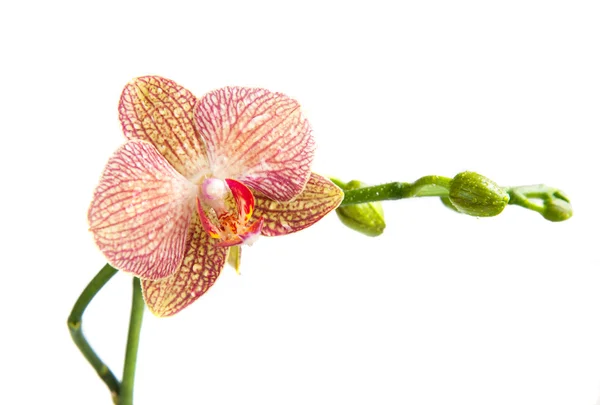 Orchidej, Phalaenopsis, květ — Stock fotografie