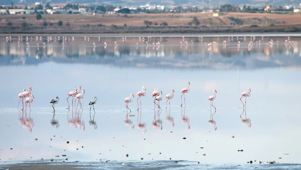 Aves do género Flamingo — Fotografia de Stock