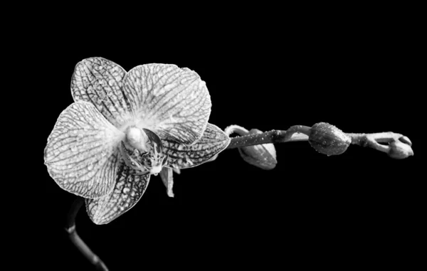 Flor Phalaenopsis de la orquídea — Foto de Stock