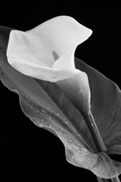 Flor de lirio de Calla — Foto de Stock