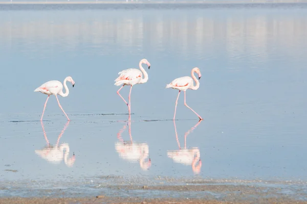 Flamingo-Vögel — Stockfoto