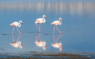 Flamingo kuşları