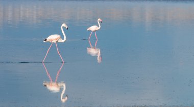 Flamingo kuşları
