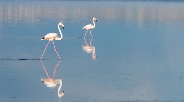 Flamingo-Vögel — Stockfoto