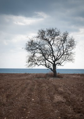 Tarlada yapayalnız ağaç