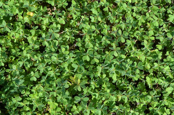 Flora verde Trébol planta fondo — Foto de Stock