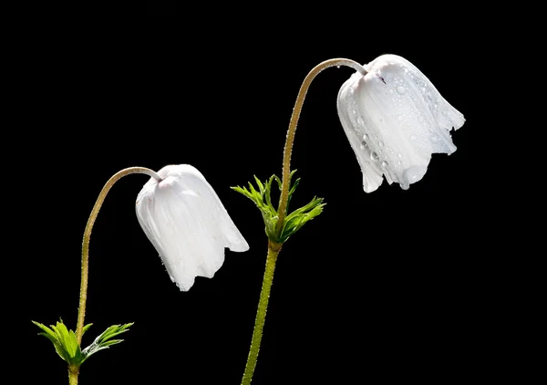 Fleurs blanches de coronaire d'anémone — Photo